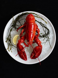 lobster