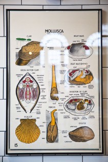 mollusca