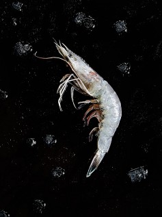 shrimp